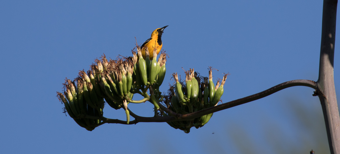 Hooded Oriole perched in blooming agave